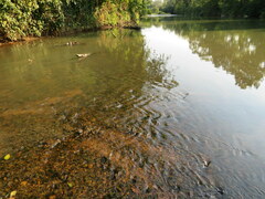 Etheostoma tippecanoe
