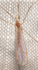 Gonomyia