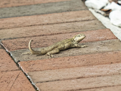 Leiocephalus carinatus