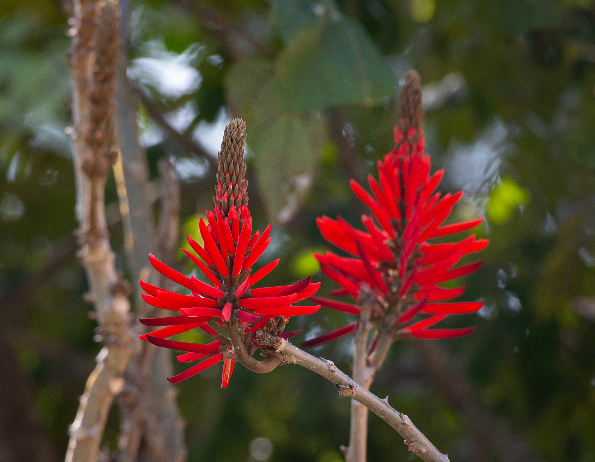 Erythrina speciosa