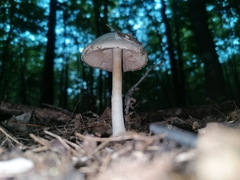 Lepiota