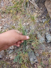 Bupleurum bicaule