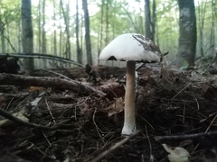 Lepiota