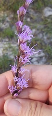 Liatris tenuifolia
