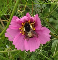 Bombus ephippiatus