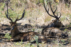 Rusa timorensis