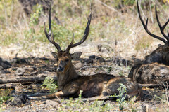 Rusa timorensis
