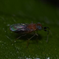 Anagyrini