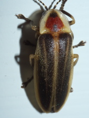 Photuris