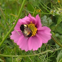 Bombus ephippiatus
