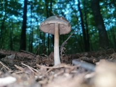 Lepiota