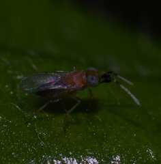 Anagyrini