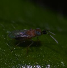 Anagyrini