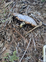 Stropharia rugosoannulata