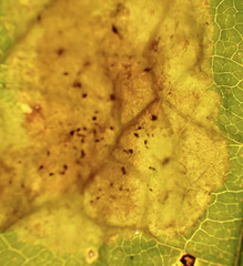 Calycomyza eupatoriphaga