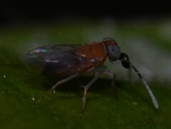 Anagyrini