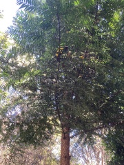 Araucaria bidwillii