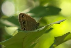 Megisto cymela cymela