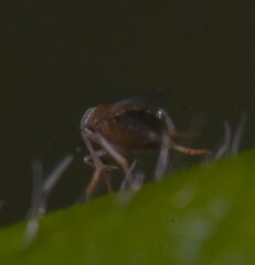 Anagyrini