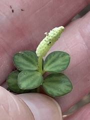 Peperomia tetraphylla