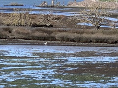 Egretta novaehollandiae novaehollandiae