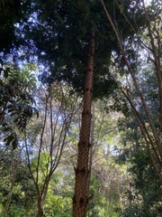 Araucaria bidwillii