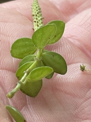 Peperomia tetraphylla