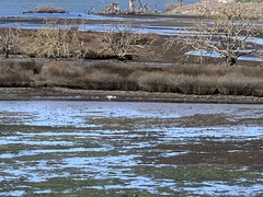 Egretta novaehollandiae novaehollandiae