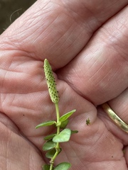 Peperomia tetraphylla
