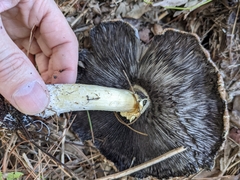 Stropharia rugosoannulata