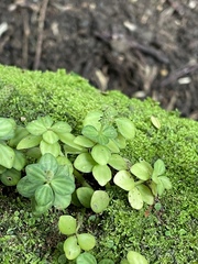 Peperomia tetraphylla