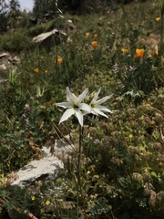 Leucocoryne ixioides