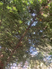 Araucaria bidwillii