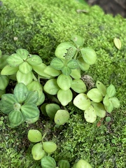 Peperomia tetraphylla