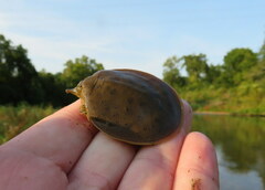 Apalone spinifera spinifera