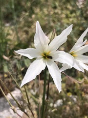 Leucocoryne ixioides