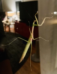 Tenodera angustipennis