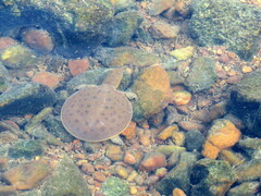 Apalone spinifera spinifera