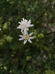 Moscharia pinnatifida