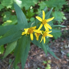 Helianthus microcephalus