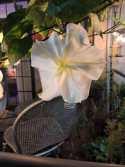Ipomoea alba