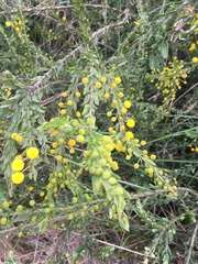 Acacia paradoxa