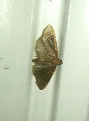 Hypsopygia glaucinalis