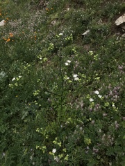 Moscharia pinnatifida