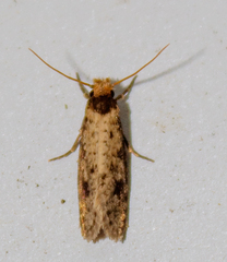 Tinea apicimaculella