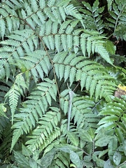 Alsophila spinulosa