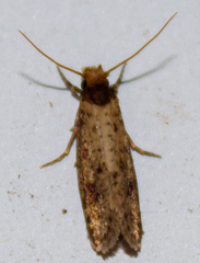 Tinea apicimaculella