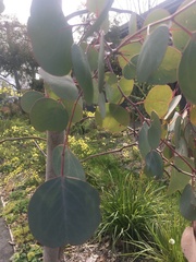 Eucalyptus polyanthemos