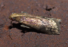 Eulogia ochrifrontella