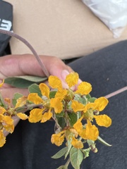 Gaudichaudia cynanchoides